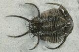 Spiny Ceratarges Trilobite - Zireg, Morocco #350522-1